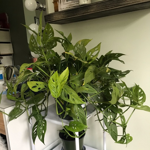 Monsters Adansonii live plant cuttings